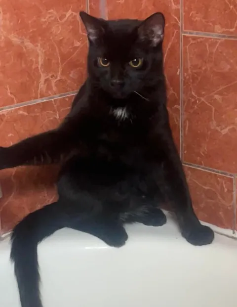 My goodest boy (only boy)