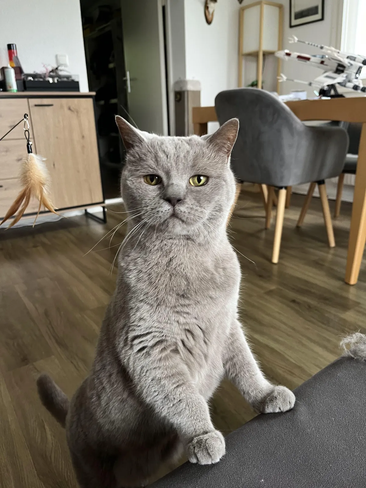 Woke up from his nap when he heard me crinkling a pack of nuts. Thought I was eating his snacks