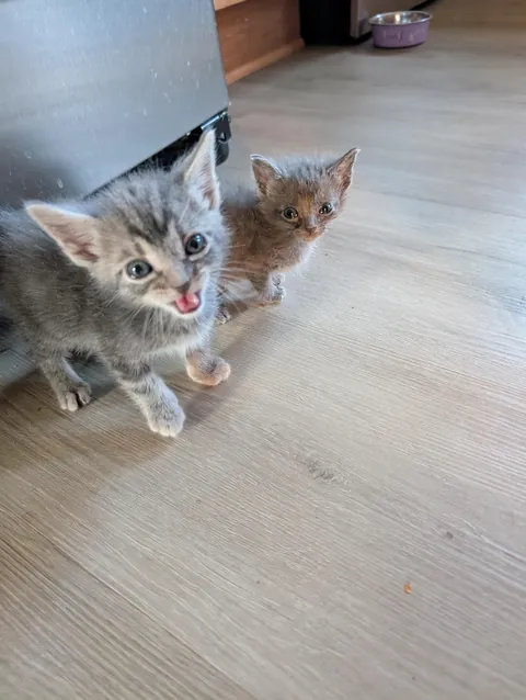 These 2 kittens are litter mates. One is a runt and the other is whatever the opposite of runt is