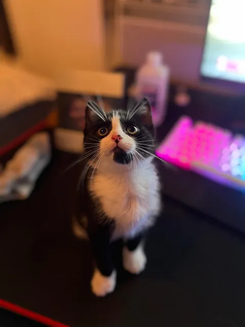 Pluto: 1 month to 1 year