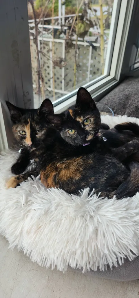 Kittens found on highway in a box, we adopted them both.