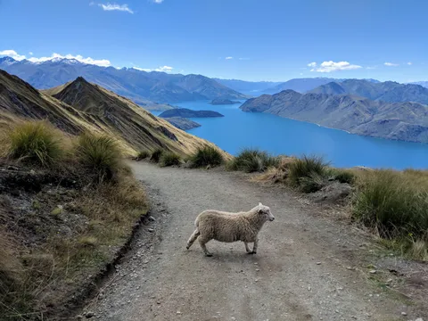 Look what we found at the top of Roys Peak in New Zealand.