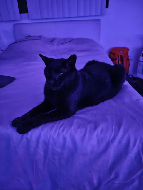 The ancient sphinx turns 17 this month.