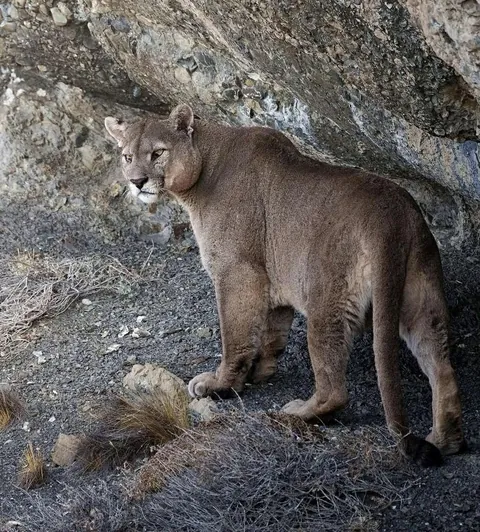 🔥 Dark, the iconic tom of Torres del Paine has passed away. He ruled the park for years and remained dominant at 12-16 estimated years of age, way past the longevity of most wild pumas.