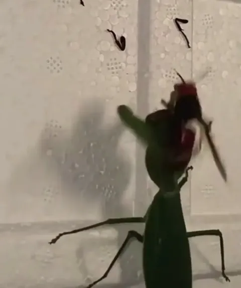 🔥 A praying mantis hunts down a hornet