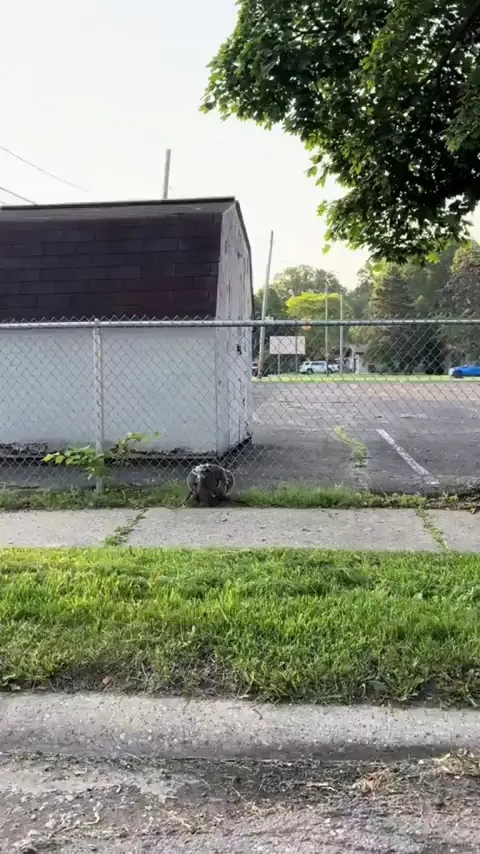 That one scene in Wild Robot