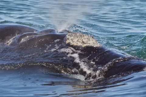 South Africa &amp; Zimbabwe