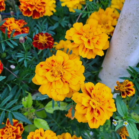 My son grew these gorgeous Marigolds