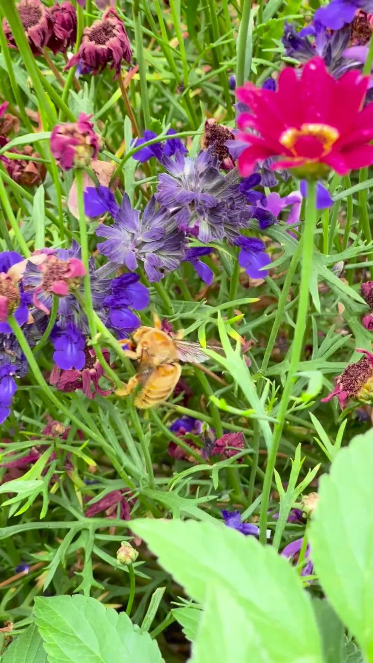 I felt lucky to see this big boi buzzin’ around in my yard 🥹