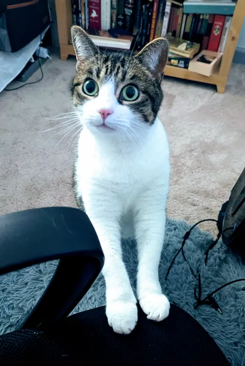 When I have not fed her dinner at least 1 hour early.