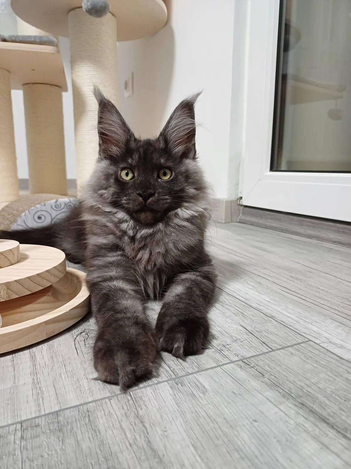 Théoden from 2 to 16 weeks old