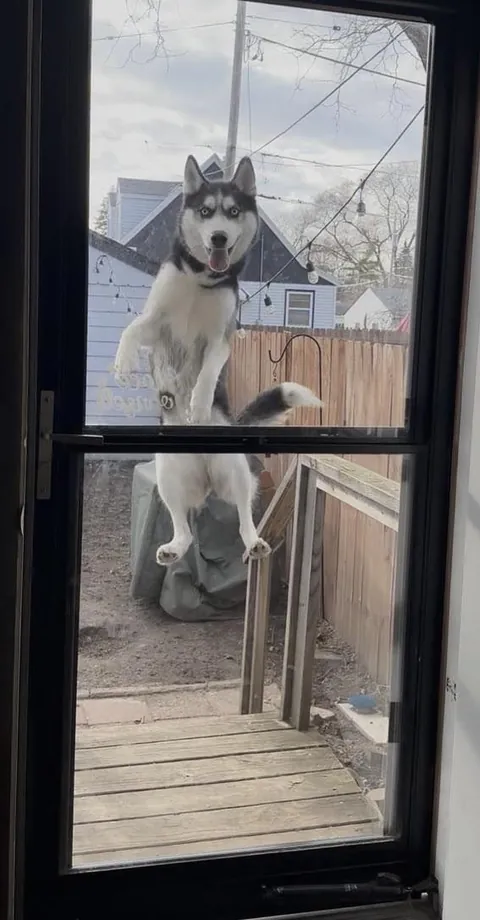 PsBattle: This Bouncy Husky Having A Blast