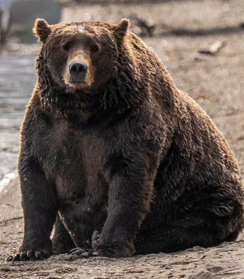 Fat Bear Week has begun, allowing the public to vote for the bear they think is the fattest of the year in Katmai National Park, Alaska