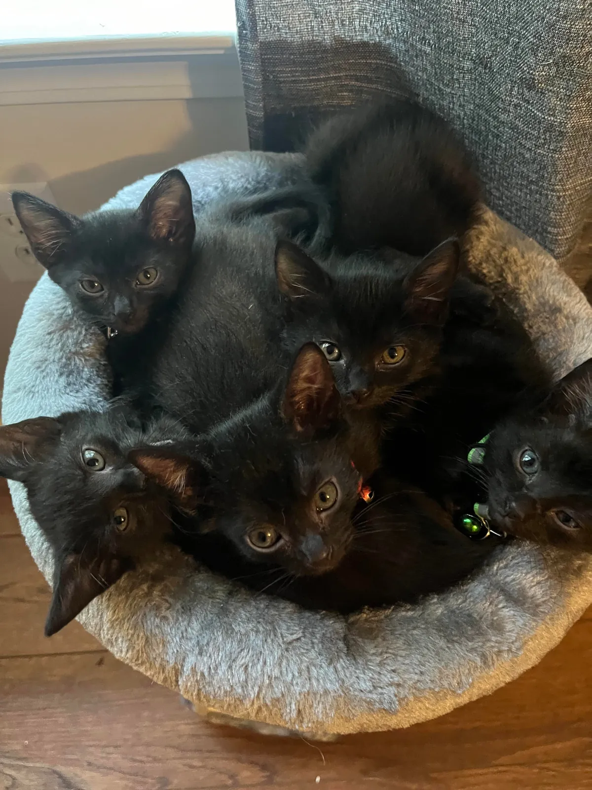 1 year ago I took in a mama and her voidlings to “foster”