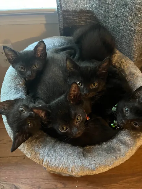 1 year ago I took in a mama and her voidlings to “foster”