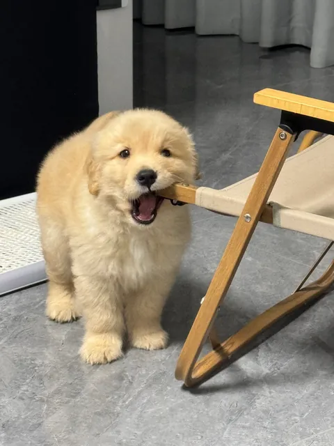 Professional chair taste tester has logged on