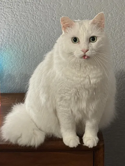 This thing was feral and survived in the wild at one point.