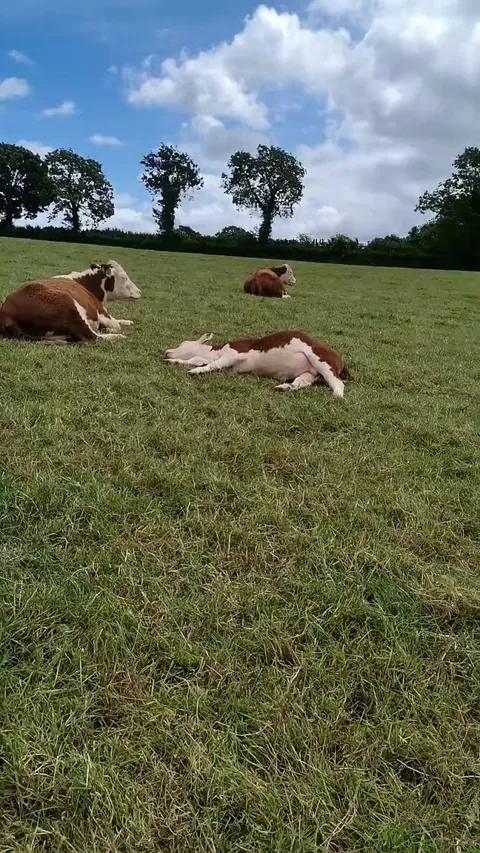 Bruce’s favourite game, ‘dead or alive’! I’m not a fan of when he does this.