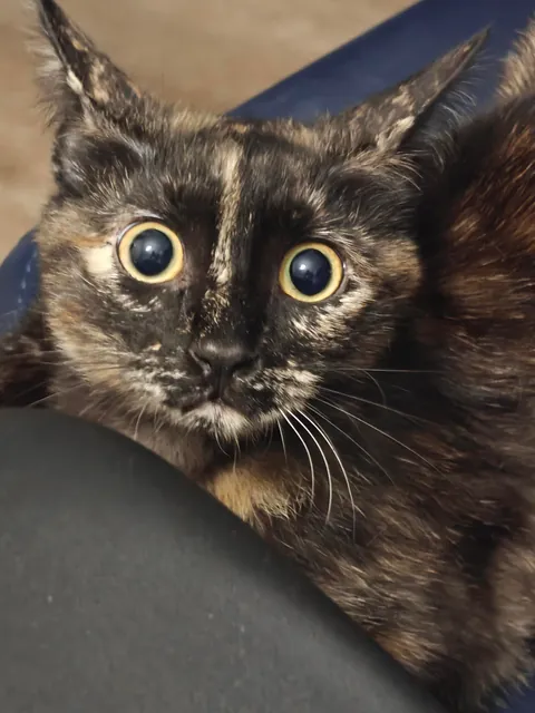 Luna's funny expressions (funniest one at the end) 😺