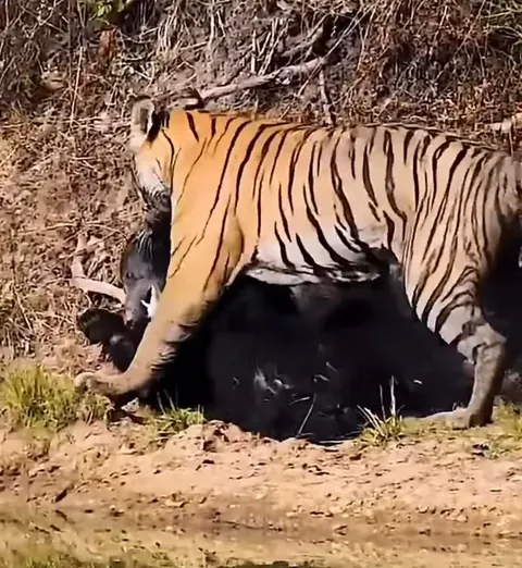 Tiger came out as the victor over a sloth bear