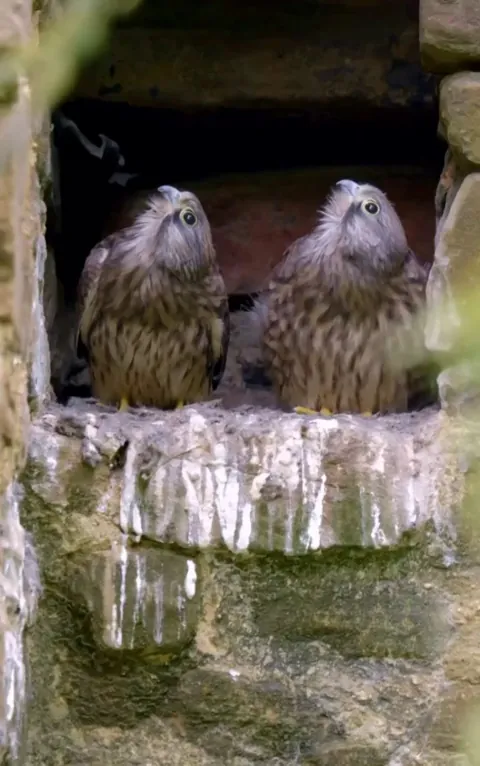 🔥 2 Kestrel fledglings watching their sibling miss the entry.