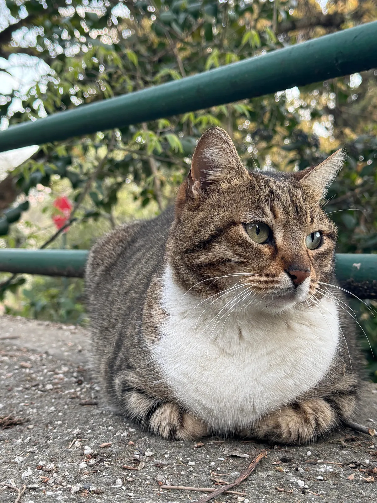 Some Istanbul cats I wanted to share