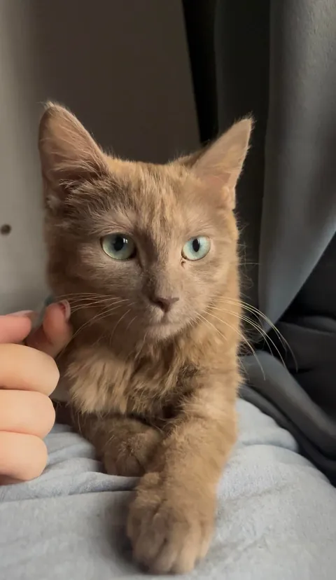 What color is my new baby