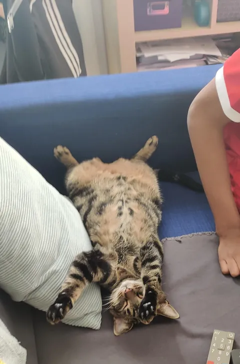 I'm convinced my cat is just a lil dude in a cat costume