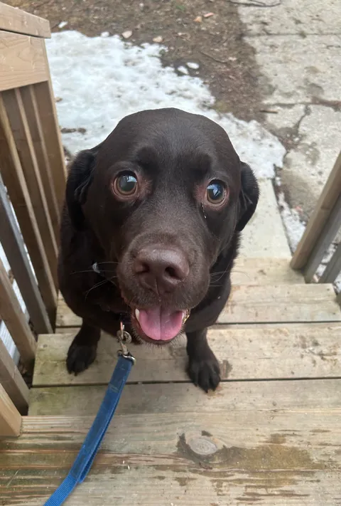 This is Moose and he has big eyes