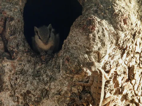Squirrel for world peace