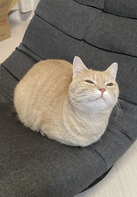 Bow before the loaf of superiority.