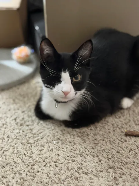 Full Blown Crazy Cat Lady