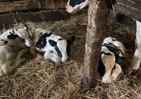 Our cow gave birth to triplets!