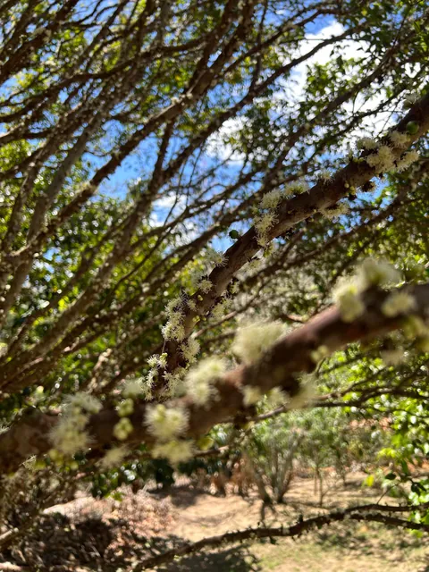 My parents’ Brazilian berry tree
