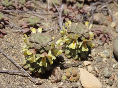 hello!! I'm going to show you these natural beauties!! They are in a protected park in the mountains!! We can't touch them but we can take photos of them!!