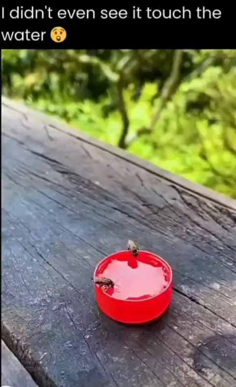 Humming bird drinking water without dipping its beak in it