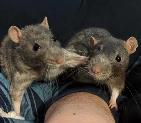 Talk to the Hand Cause the Face Ain't Listening