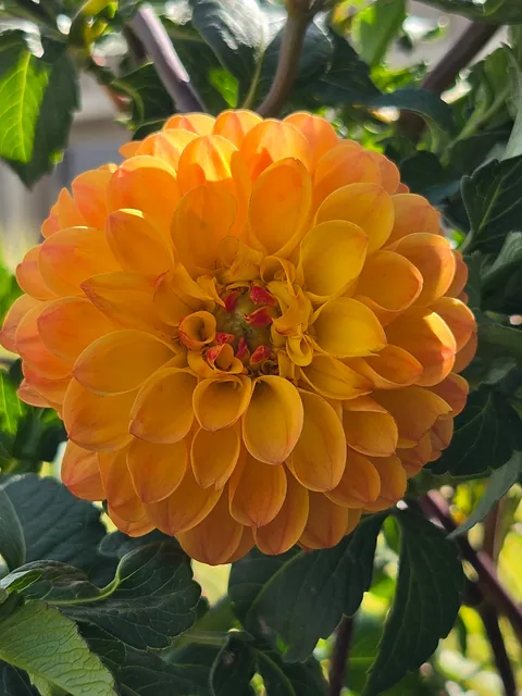 Late summer in the garden