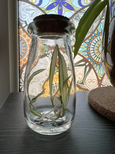 The root that hasn’t touched the water is fluffy. 