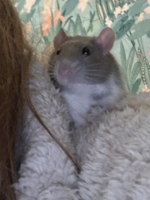 He keeps pooping on me 😔