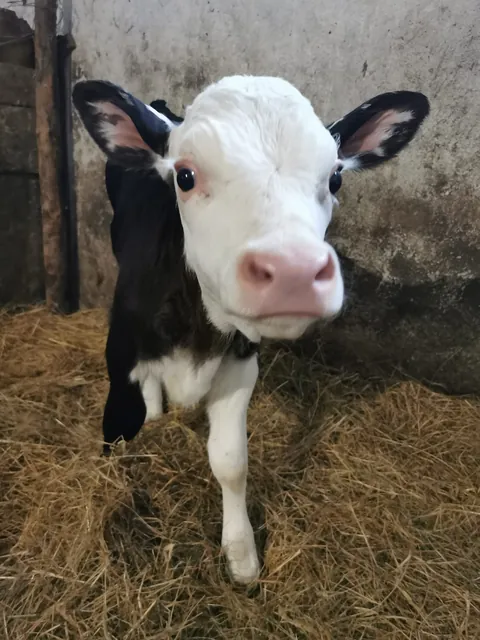 Meet the newest member of the farm – he thinks he’s a model already 🥹📸 This little calf just joined us and immediately started striking poses like it’s his photoshoot. My heart can’t handle this level of cuteness 🐄💖
