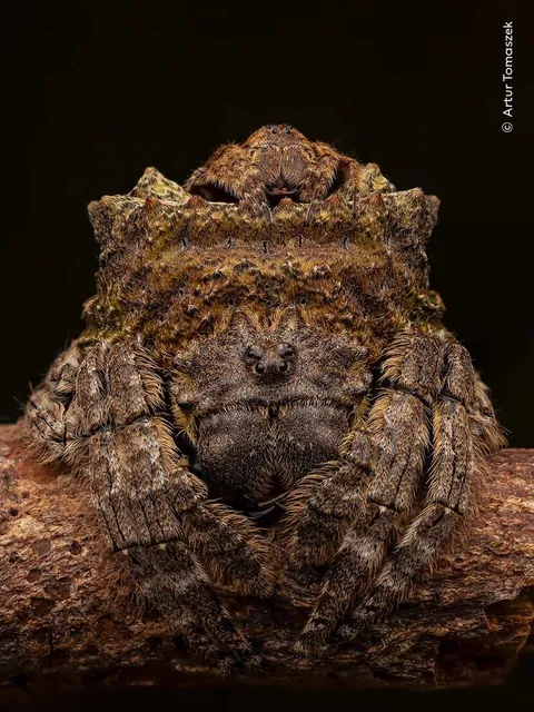 🔥Nominees for the Nuveen People’s Choice Award from Wildlife Photographer of the Year 2026