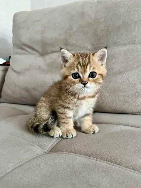 Mini kitty, maximum chaos