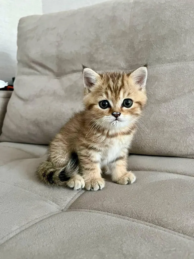 Mini kitty, maximum chaos