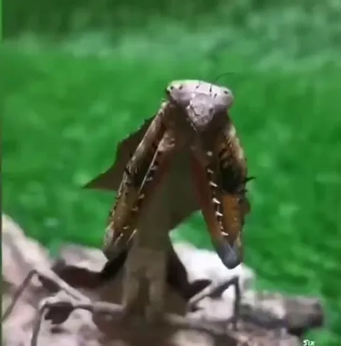 The defensive display of a mantis!