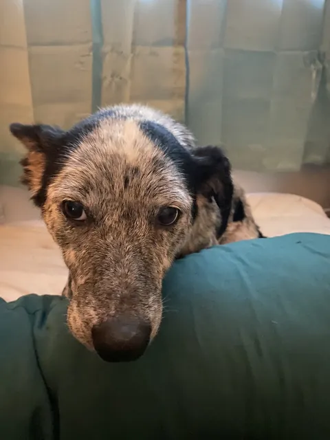 Meet my girlfriends dog, Lilah.