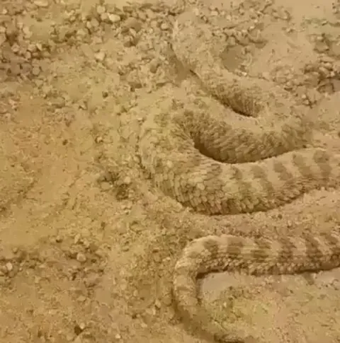 A Sand Viper tucking himself into the sand!