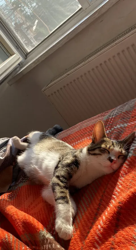 When your little boy likes sleeping next to you 🐾💜