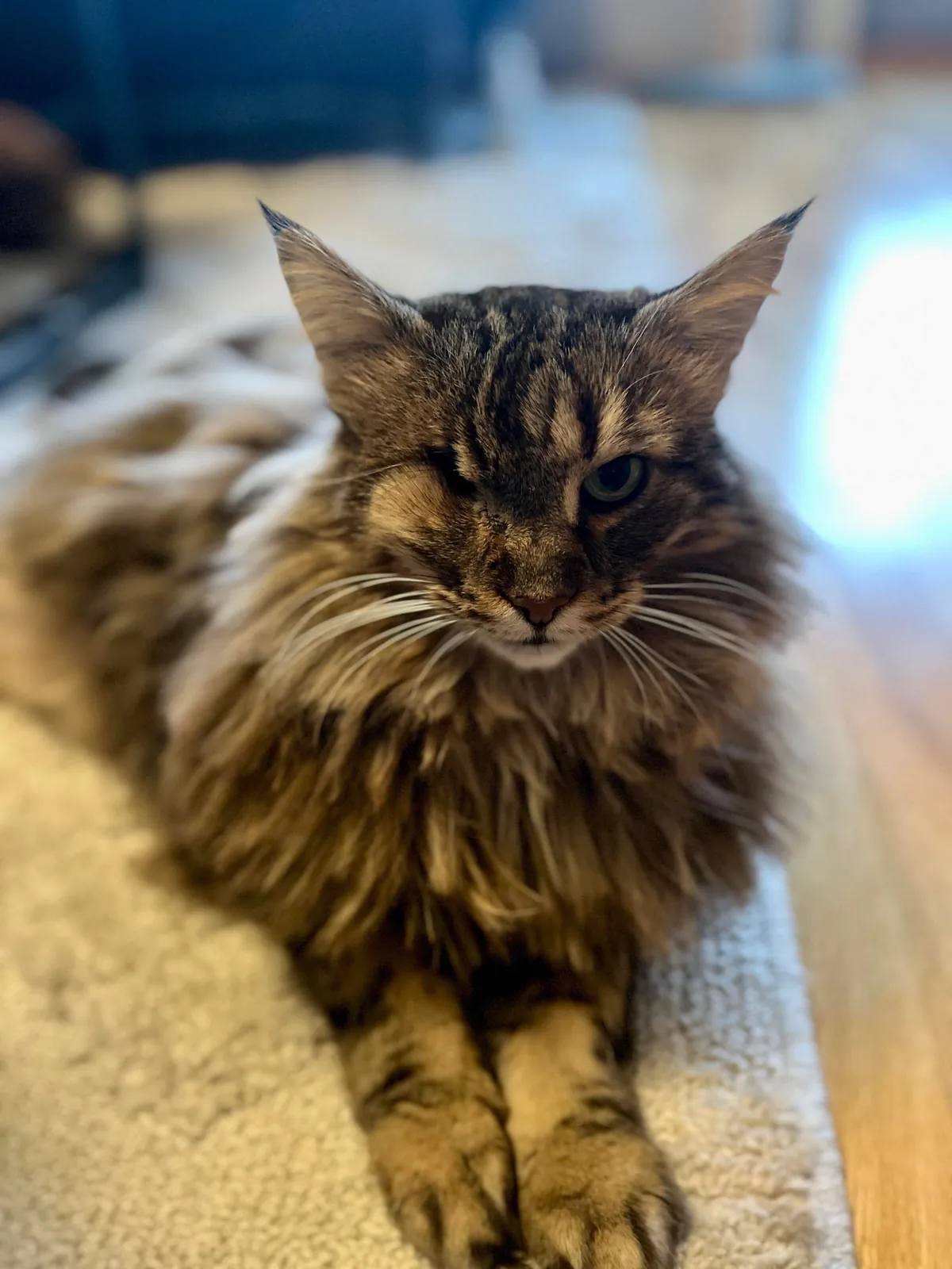 Just a sweet story about adopting a senior cat :)