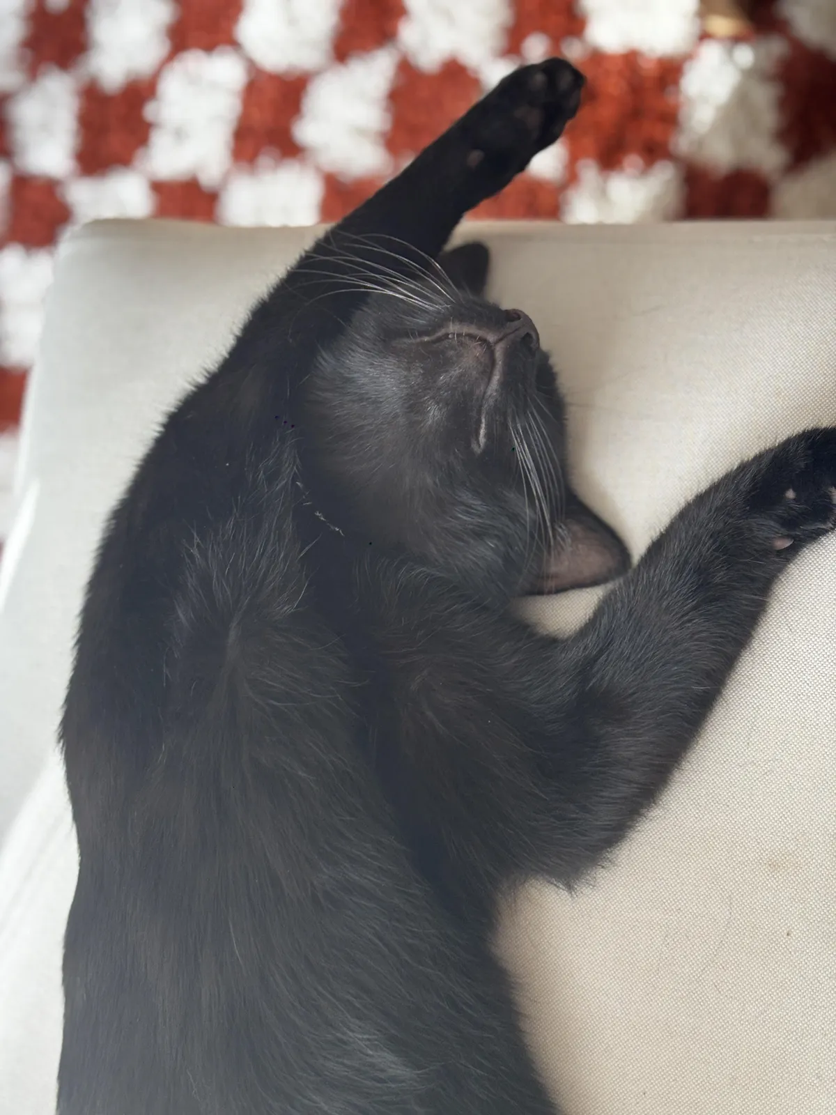 What's your cat's name, and what do you actually call them?